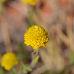 Craspedia variabilis 