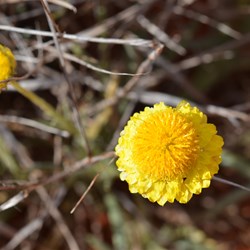 Leucochrysum stipitatum 