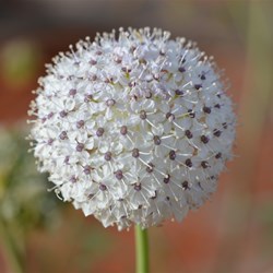 Trachymene glaucifolia 