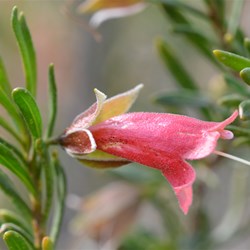 Eremophilla latrobei 
