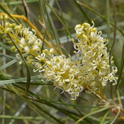Grevillea stenobotrya 