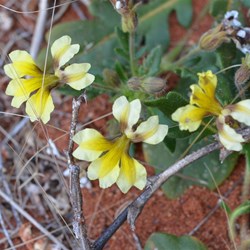 Goodenia spp