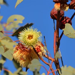 Eucalyptus youngiana 