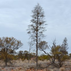 Acacia aneura var. conifera 