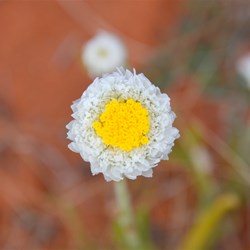 Polycalymma stuartii 
