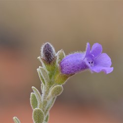 Eremophila dendritiac 
