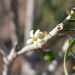 Pittosporum phylliraeoides 