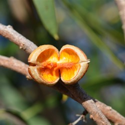 Pittosporum phylliraeoides 