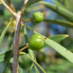 Pittosporum phylliraeoides 