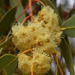 Eucalyptus spp