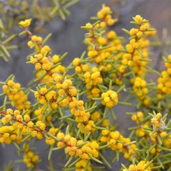 Acacia Species ?????