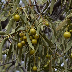Santalum acuminatum
