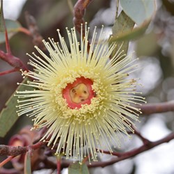 Eucalyptus youngiana