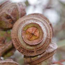 Eucalyptus youngiana