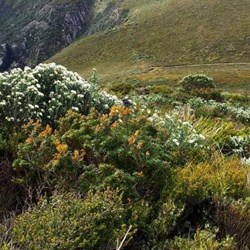wildflowers and blue wren