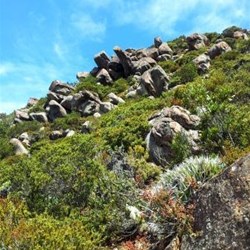 Mt Wellington