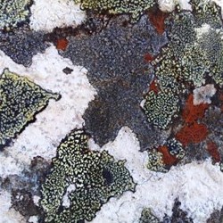 lichen