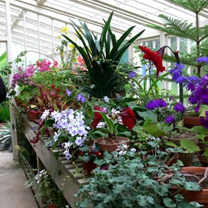 Colourful glasshouse