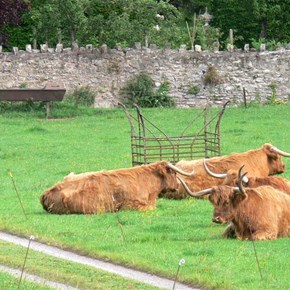 Fierce looking cattle enjoying the sound of cathedral bells