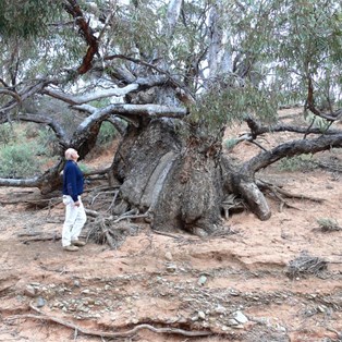 Giant mallee