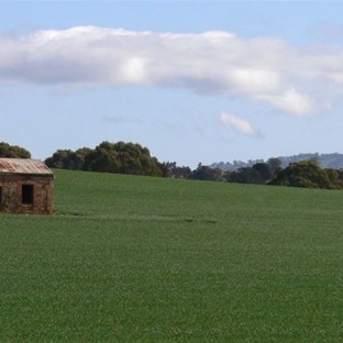 Green wheat and plum blossom
