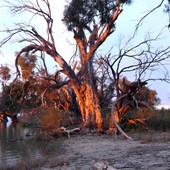 Dead river red gums, casualties of the drought