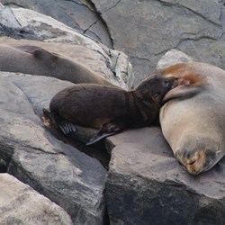 New Zealand Fur Seal Colony