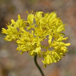 Glischrocaryon behrii 