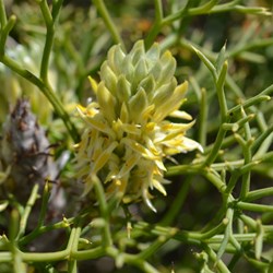 Petrophile multisecta 