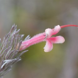 Adenanthos macropodiana