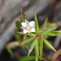 Boronia coerulesscens ssp coerulesscens 