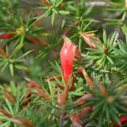 Astroloma conostephioides 