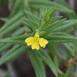 Goodenia amplexans 