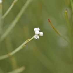 Choretrum glomeratum var glomeratum 