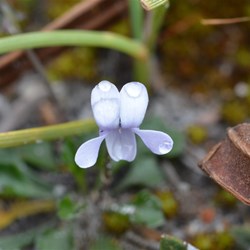 Viola sieberiana 