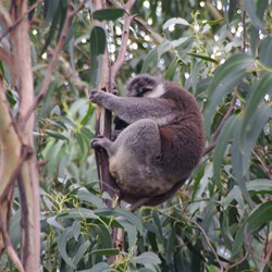 If you are lucky, you may even see a Koala
