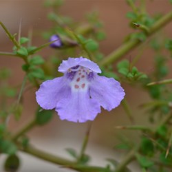 Prostanthera spinosa 