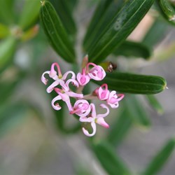 Grevillea quinquenervis  