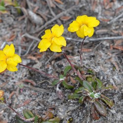 Goodenia geniculata 