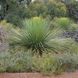 Roadside Vegetation