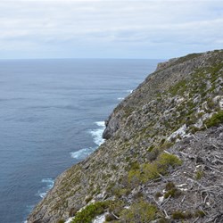 The coastal cliffs at Cape Borda are some of the tallest in South Australia 