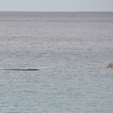 Two Southern Right Whales very close to the coast