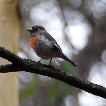 Petroica goodenovii - Female Red Capped Robin