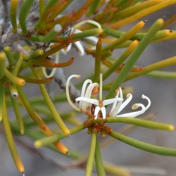 Hakea muelleriana 
