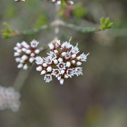 Darwinia micropetala 