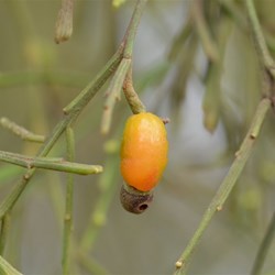 Exocarpos cupressiformis 