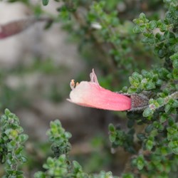 Prostanthera serpyllifolia