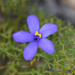 Cheiranthera alternifolia 