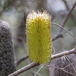 Banksia marginata 