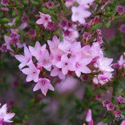 Calytrix glaberrima